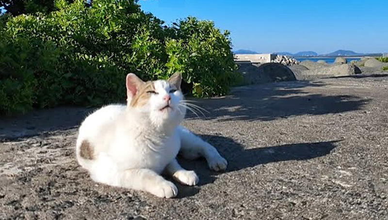 防波堤の猫