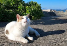 防波堤のお喋りな猫