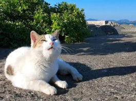 防波堤のお喋りな猫