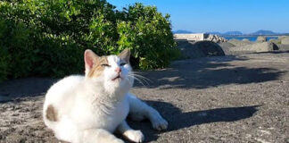 防波堤のお喋りな猫