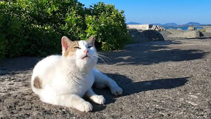 防波堤のお喋りな猫
