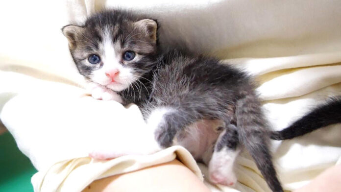 腕の中の子猫