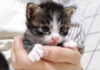 抱っこされる子猫