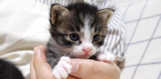 抱っこされる子猫