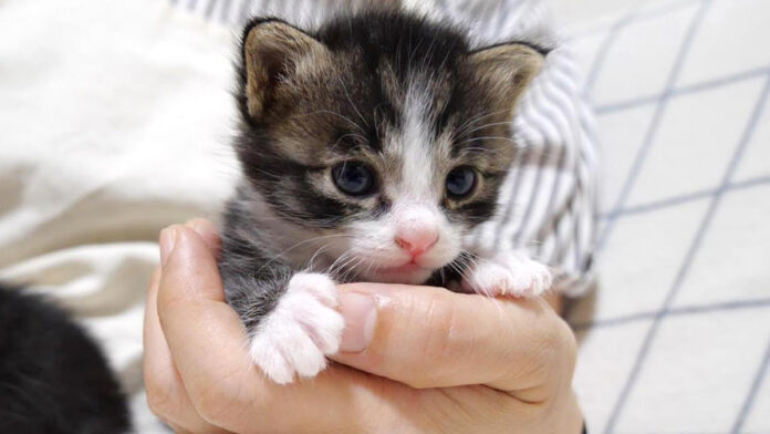 抱っこされる子猫