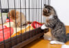 どうしても仲良くなりたい子猫