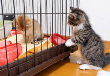 どうしても仲良くなりたい子猫