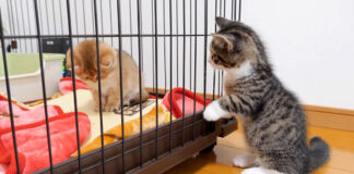 どうしても仲良くなりたい子猫