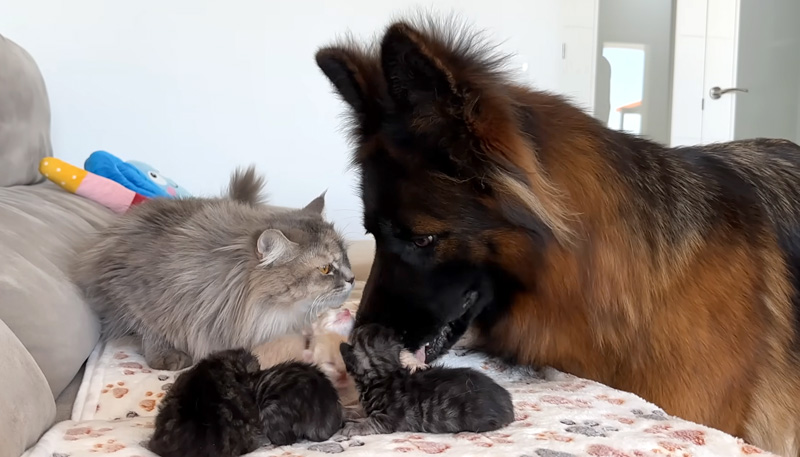 犬と猫の親子