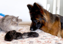 猫の親子が気になる犬