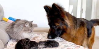 猫の親子が気になる犬