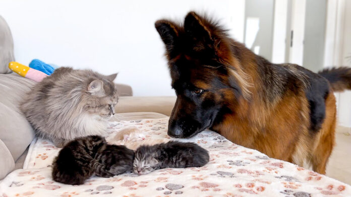 猫の親子が気になる犬