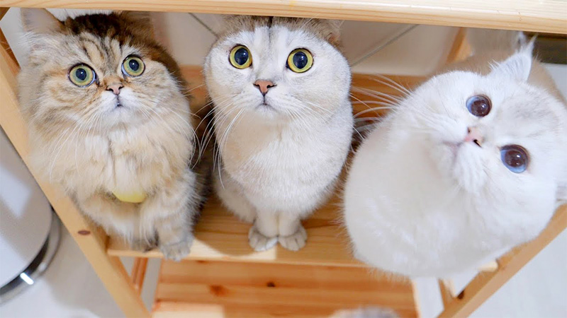 ご飯が待ちきれない猫の親子
