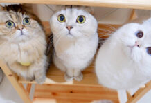 ご飯が待ちきれない猫の親子