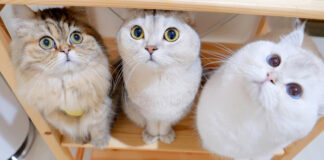 ご飯が待ちきれない猫の親子