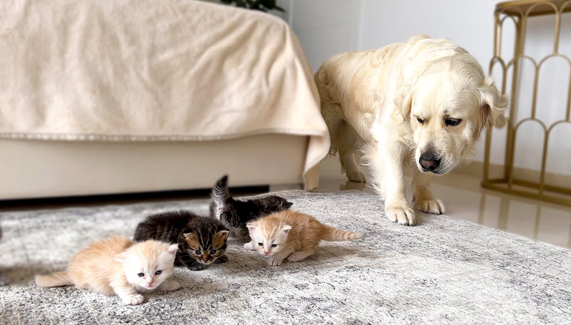 子猫が気になる犬