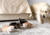 子猫が気になる犬
