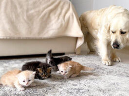 子猫が気になる犬