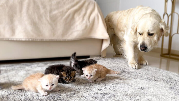 子猫が気になる犬