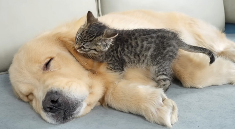 犬を起こそうと頑張る子猫