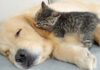 犬を起こそうと頑張る子猫