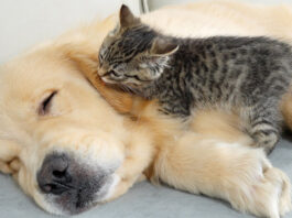 犬を起こそうと頑張る子猫
