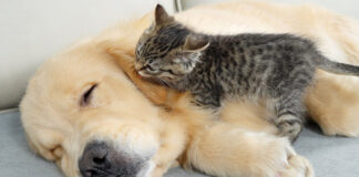 犬を起こそうと頑張る子猫