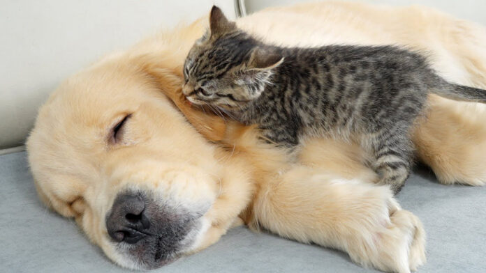 犬を起こそうと頑張る子猫