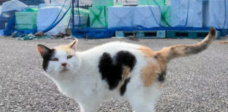 ハートマークのある猫