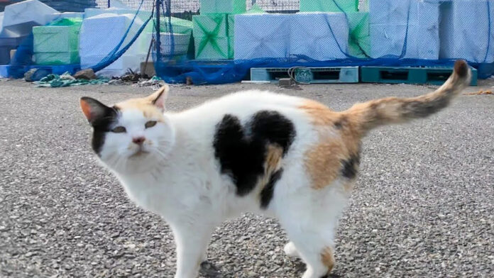 ハートマークのある猫