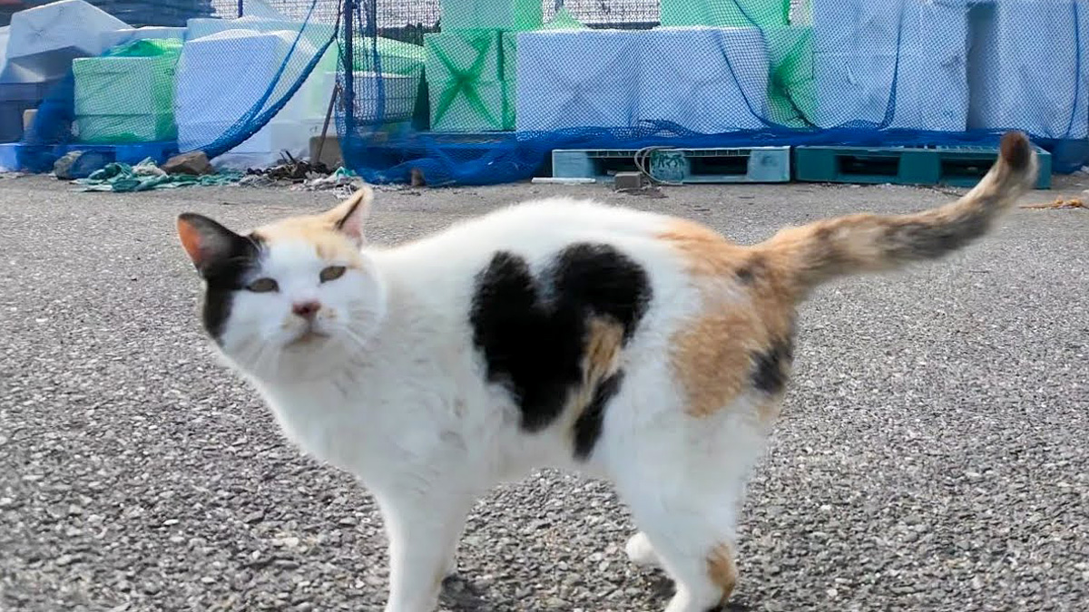 ハートマークのある猫