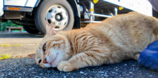 いつも寝ている漁港の猫