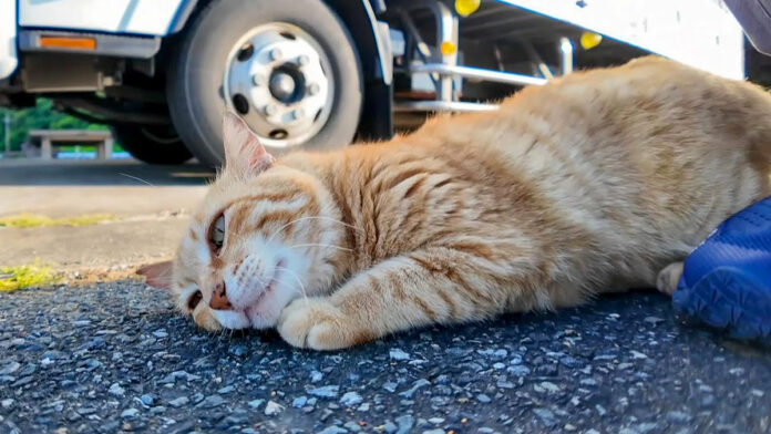 いつも寝ている漁港の猫