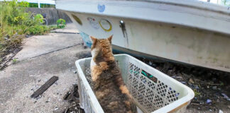 逃げる漁港の三毛猫