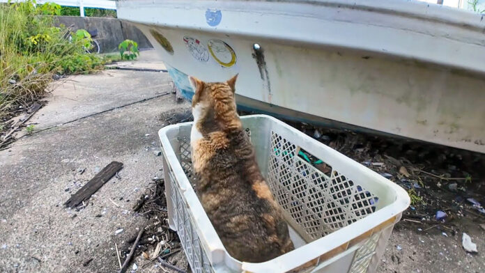 逃げる漁港の三毛猫