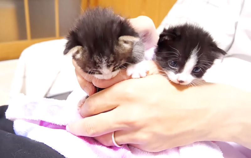 甘える子猫達