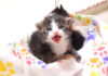 ママとはぐれた保護子猫達