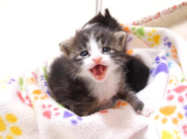 ママとはぐれた保護子猫達