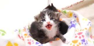 ママとはぐれた保護子猫達