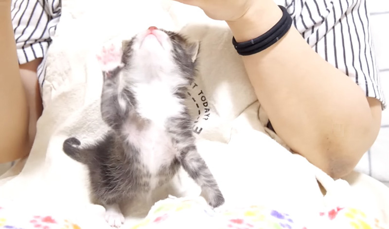 膝の上の子猫