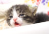 お腹空いた子猫