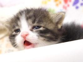 お腹空いた子猫