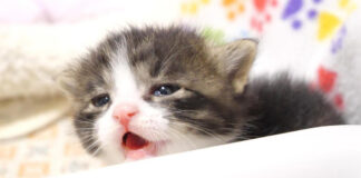 お腹空いた子猫