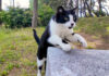ベンチに飛び乗る猫