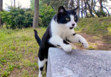 ベンチに飛び乗る猫