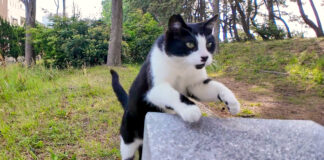 ベンチに飛び乗る猫