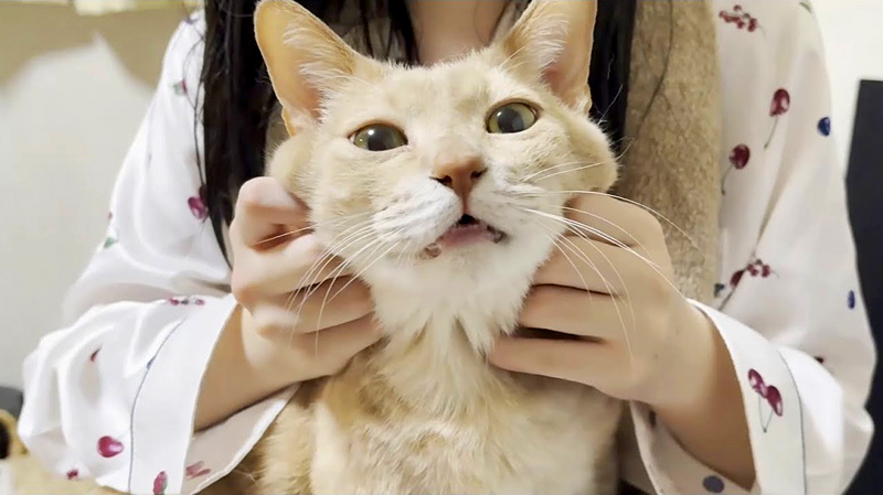 甘えん坊な猫