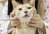幸せそうな猫