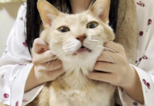 幸せそうな猫