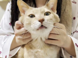 幸せそうな猫